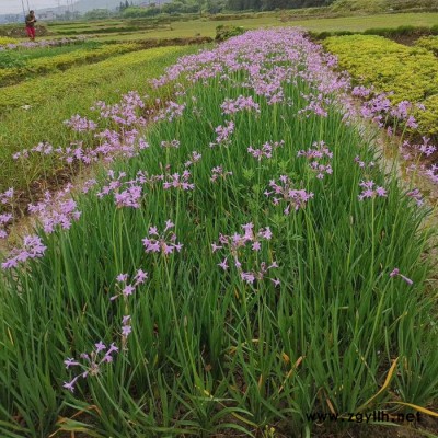 衡阳绿化苗木基地|永州绿化苗木基地价格   赣州绿化苗木走向