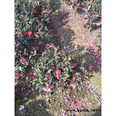 茶梅 茶梅球 苗木批发厂家 湖南瑞绿苗木种植专业合作社 绿化苗木经营、园林绿化设计、施工于一体 苗木品种齐全