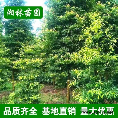 金丝楠木树 名贵苗木 直供绿化苗木行道树风景树庭院植物量大价优