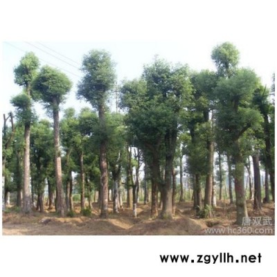 阳阳 绿化苗木  供应苗木其他绿化苗木