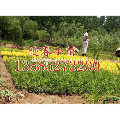 供应无尽夏八仙花高度30-40-50公分，八仙花价格优惠