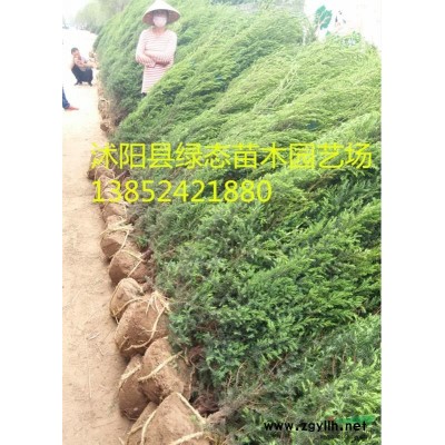 供应八仙花，八仙花小苗，30公分八仙花，40公分八仙花价格，