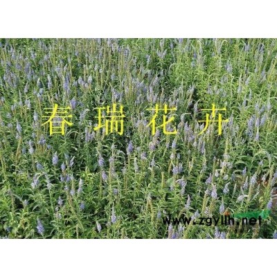 木绣球，八仙花，水亚木，圆锥绣球，绣球
