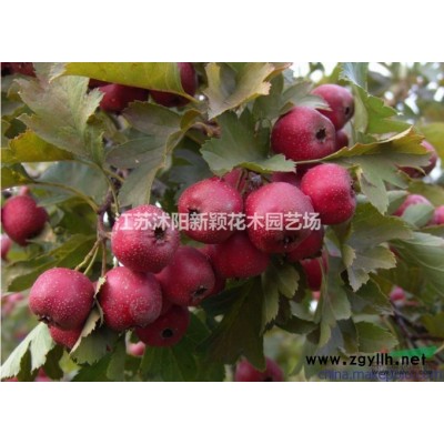 供应红王子锦带 红王子锦带苗 锦带基地