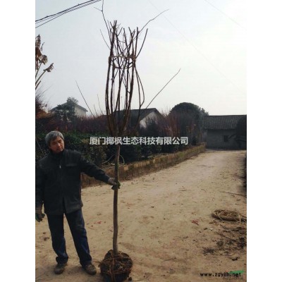 锦带花供应 锦带花价格 锦带花行情 锦带花报价 锦带花信息