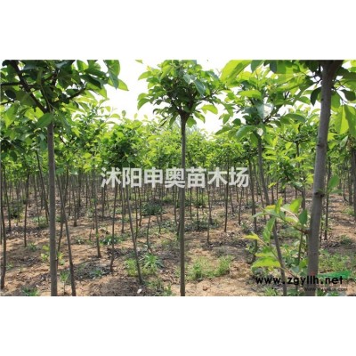 紫穗槐 金山绣线菊 沙地柏