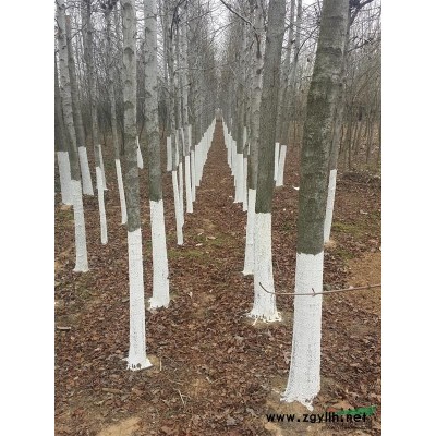 江苏地区供应1米-5公分紫荆