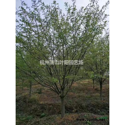 供应精品加拿大巨紫荆3-15公分