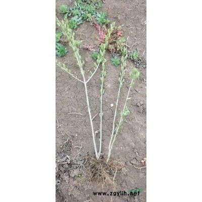 江苏紫荆批发 丛生紫荆