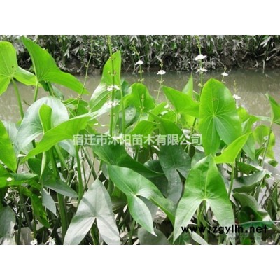 红叶小檗价格_红叶小檗产地_红叶小檗绿化苗木苗圃基地