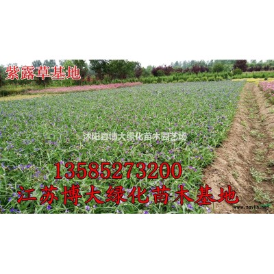 紫叶小檗种植基地 工程苗 篱苗 紫叶小檗价格 红叶小檗苗