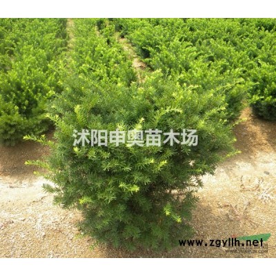 金叶女贞小苗价格，红叶小檗小苗价格，红叶石楠小苗价格
