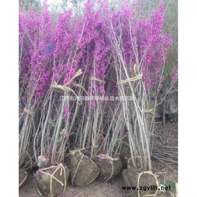 供应大叶黄杨 小叶黄杨 冬青 卫矛 扶芳藤 月季花 红叶小檗