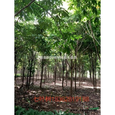 红叶小檗基地/价格/图片/产地/行情30--70高