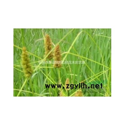 金叶女贞苗、红叶小檗苗、瓜子黄杨苗