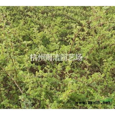 红叶小檗、绣线菊、红瑞木、天目琼花、金叶女贞