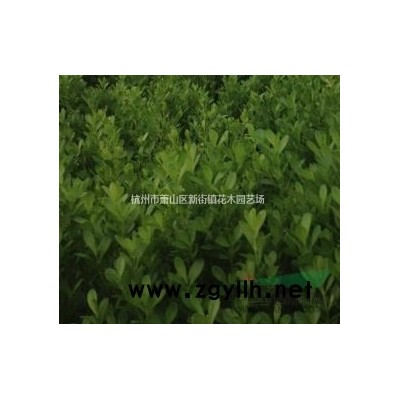 紫叶小檗苗红叶小檗树苗小苗彩叶绿篱笆植物墙色块工程绿化苗灌木