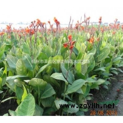 浙江地区供应红瑞木、金叶女贞、红叶小檗、卫矛、棣棠