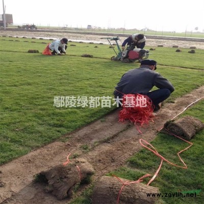 可供贵州红叶小檗批发 贵州苗木基地 广西苗木基地 遵义苗木基地