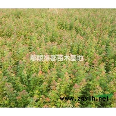 可供北京红叶小檗基地 红叶小檗批发 红叶小檗价格 北京苗木