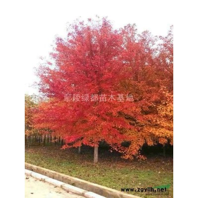 山西红叶小檗价格 红叶小檗批发 红叶小檗种植基地 山西苗木基地