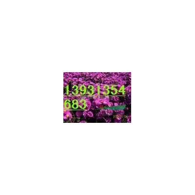 定州供应50--70公分高的红叶小檗