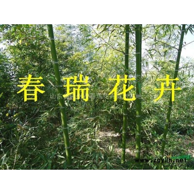 山东金叶女贞，红叶小檗，龙柏，北海道黄杨，卫矛，扶芳藤，冬青