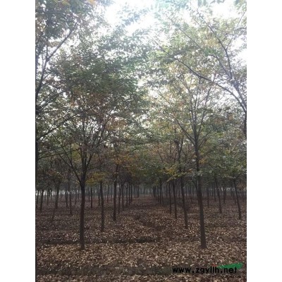 优质特价八仙花 江苏八仙花价格 八仙花农户批发产地直销