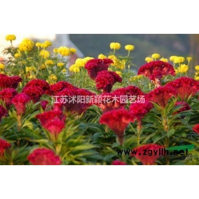 八仙花小杯 花叶栀子小杯 八角金盘小杯苗