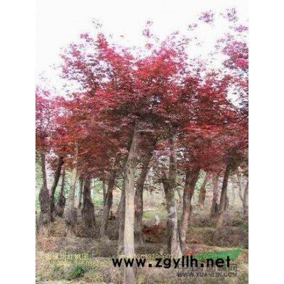 绿化苗木价格：半夏,半支莲,白鹤芋,八角金盘,八仙花,芭蕉