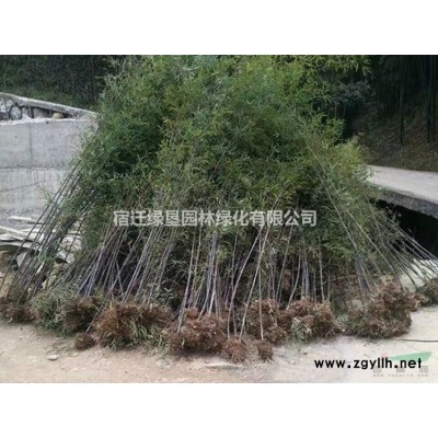 江苏木槿价格 红花木槿价格 木槿供应 木槿基地