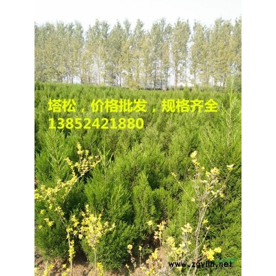 批发50公分红王子锦带价格，红王子锦带小苗价格，规格全