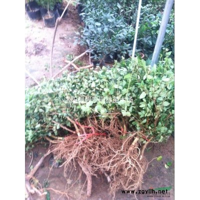 江苏紫荆树基地 紫荆丛生一株多少钱