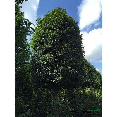 加拿大紫荆、紫荆、*紫荆、金华苗木