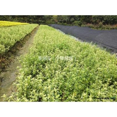 成都紫荆批发基地  2018紫荆价格趋势