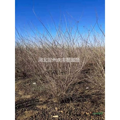 红叶小檗直销，红叶小檗报价，红叶小檗量大优惠