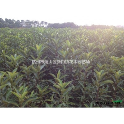 供应金叶女贞、冬青、黄杨、红叶小檗、卫矛、扶芳藤