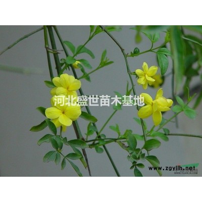 红叶小檗报价