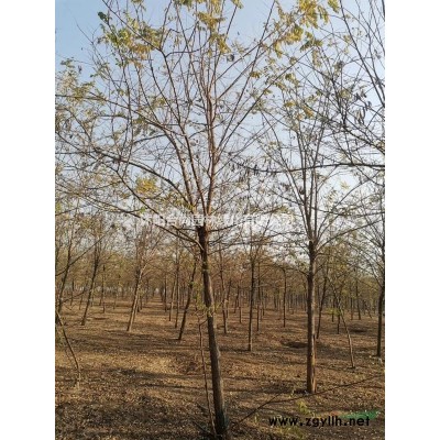 沭阳丛生木槿基地  正宗重瓣 丛生木槿 丛生木槿价格表图片