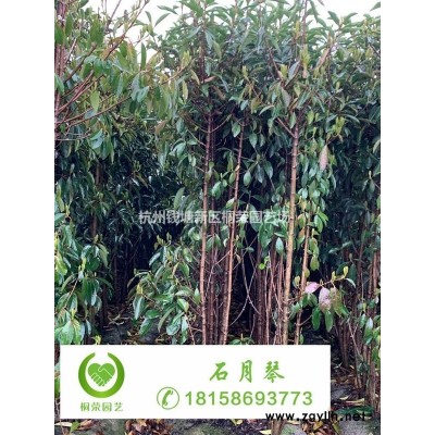 供应红王子锦带