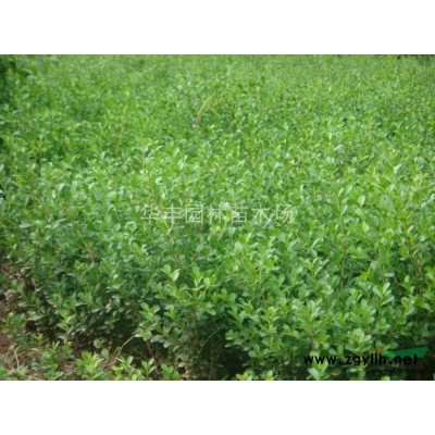 红王子锦带花，红王子锦带价格，红王子锦带花供应