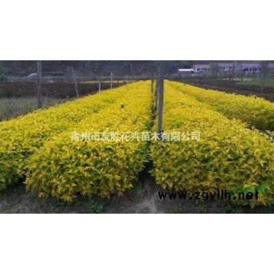 山东红王子锦带，青州红瑞木批发基地
