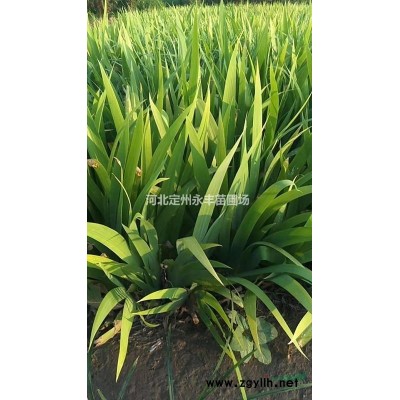 木槿  丛生木槿  大颗木槿 冠高1-2.5米多分支