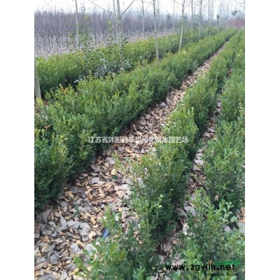 供应绣线菊 金山绣线菊、金焰绣线菊，红花绣线菊