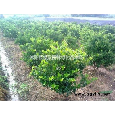 供应绣线菊球 金山绣线菊 金焰绣线菊绣线菊球价格