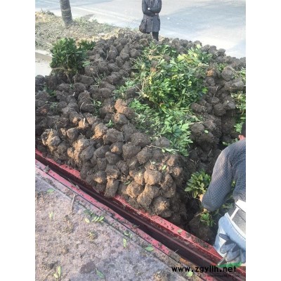 紫荆丛生苗，优质的紫荆苗批发8000棵，大小有蓬型好分支均匀