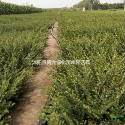 40公分红叶小檗低价批发供应，红叶小檗价格