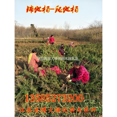 红叶小檗球