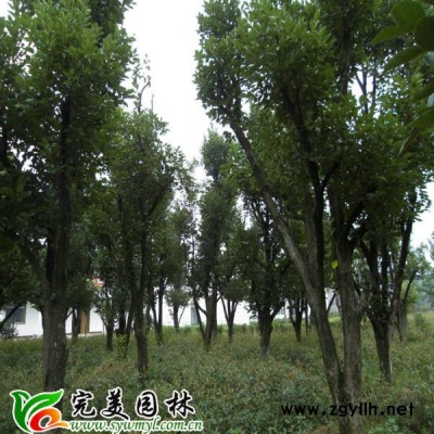 江苏红叶小檗能做盆景吗