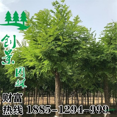 当季优质红叶小檗_大量批发_产地直销_地被灌木
